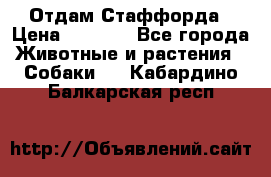 Отдам Стаффорда › Цена ­ 2 000 - Все города Животные и растения » Собаки   . Кабардино-Балкарская респ.